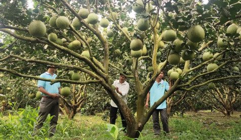 Hiệu quả kinh tế từ ứng dụng công nghệ cao