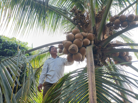 Chủ động chuyển đổi cây trồng mang lại hiệu quả cao