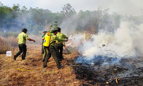 Chủ động phòng, chống cháy rừng mùa khô