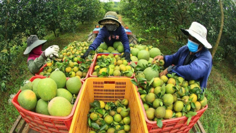 Sát cánh cùng kinh tế hợp tác xã trong giai đoạn mới