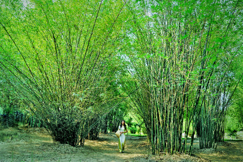 Nặng tình với tre