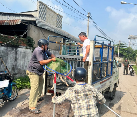 Ra mắt đội chuyên bắt chó, mèo thả rông