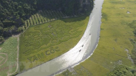 Ninh Bình: Độc đáo bức tranh "Lý ngư vọng nguyệt" trên cánh đồng lúa