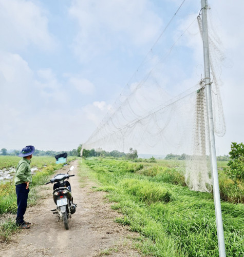 Báo động tình trạng giăng bẫy tận diệt chim trời