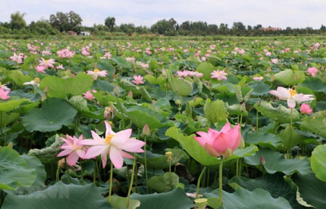 Về Đồng Tháp đắm chìm trong không gian bát ngát hương Sen