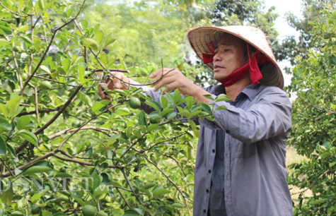 Hiệu quả từ phong trào Nông dân thi đua sản xuất, kinh doanh giỏi