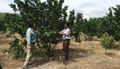 Hợp tác xã nông nghiệp chuyển biến tích cực nhờ chính sách hỗ trợ