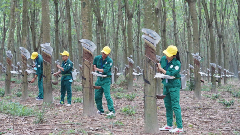 Nỗ lực vượt khó, hoàn thành nhiệm vụ sản xuất, kinh doanh