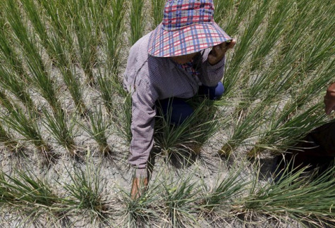 Các nước Đông Nam Á đối mặt với hàng loạt khó khăn khi El Nino quay trở lại