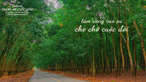 THANH ÂM CUỘC SỐNG: Tán rừng cao su - che chở cuộc đời