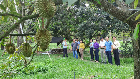 Nông dân Bàu Bàng làm giàu trên mảnh đất quê hương