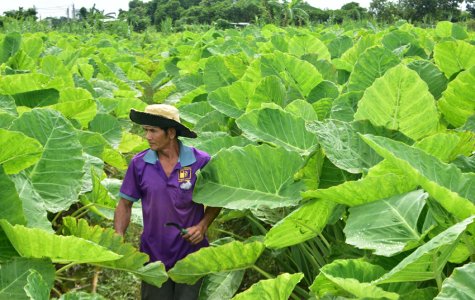 Niềm vui trên cánh đồng bạc hà