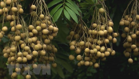 Hưng Yên: Tour trải nghiệm vườn nhãn hấp dẫn nhiều du khách