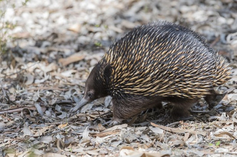 Phát hiện thú vị về nhím echidna đẻ trứng độc đáo nhất thế giới