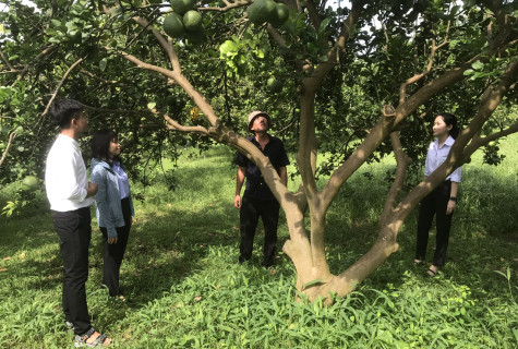 Tăng cường quản lý nhà nước về mã số vùng trồng và cơ sở đóng gói