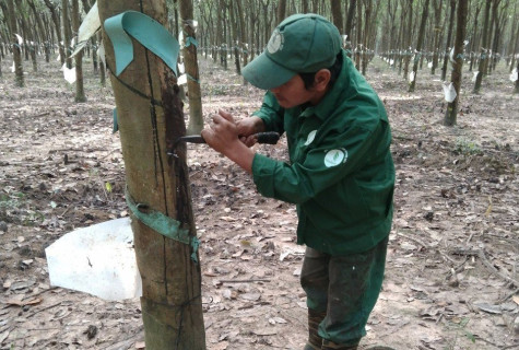 Đội 6, Nông trường cao su Nhà Nai: “Cánh chim đầu đàn” trong lao động sản xuất