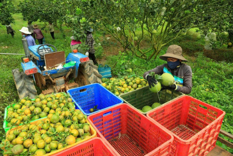 Bình Dương phát triển mạnh nông nghiệp xanh