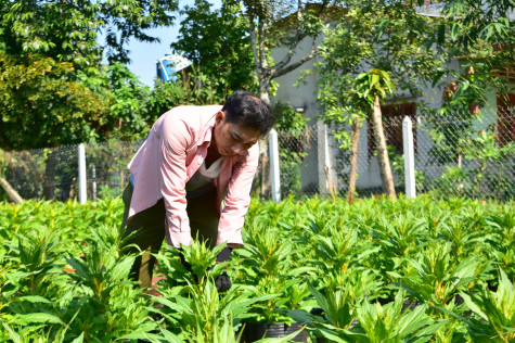 Đón chờ mùa hoa tết