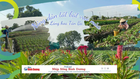 NHỊP SỐNG BÌNH DƯƠNG: Làng hoa Tân Ba, nông dân tất bật vào mùa