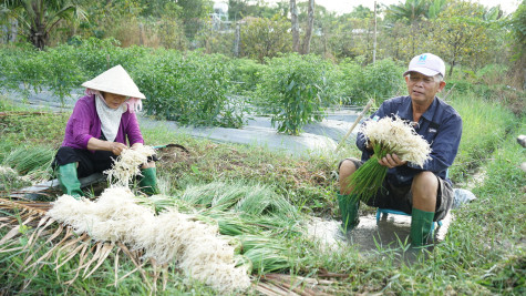 Mùa kiệu tết ở vùng Đất Thủ