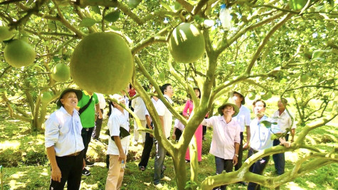 Ông Đoàn Hồng Tươi, Chủ tịch UBND TP.Tân Uyên, Trưởng ban Tổ chức Lễ hội “Hương bưởi Bạch Đằng” lần III - năm 2024: Lễ hội “Hương bưởi Bạch Đằng” là điểm hẹn mùa xuân hấp dẫn của du khách…