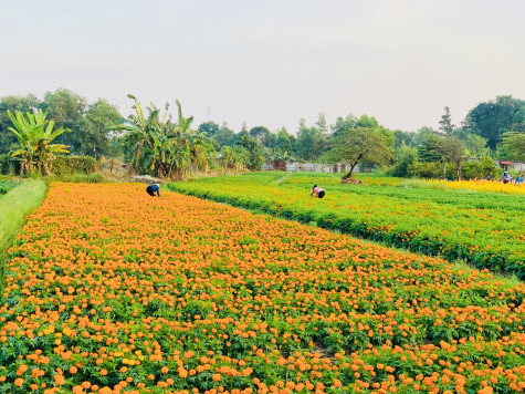 Cánh đồng hoa Tân Ba nhộn nhịp vào xuân