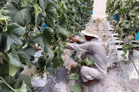 Thị trấn Lai Uyên, huyện Bàu Bàng: Tạo điều kiện cho mô hình kinh tế tập thể hoạt động hiệu quả