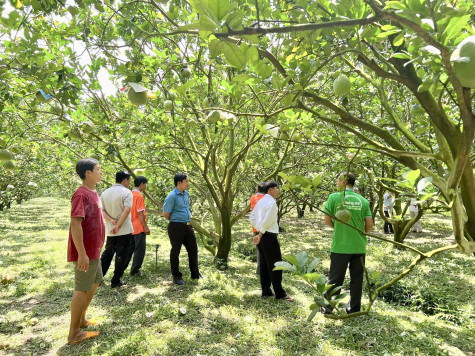 Hội nông dân các cấp trong tỉnh: Tập hợp nông dân, sáng tạo, phát triển sản xuất