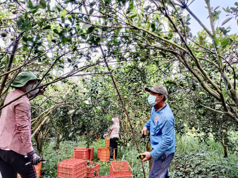 Huyện Bắc Tân Uyên: Đẩy nhanh tiến độ hoàn thiện hồ sơ xét công nhận huyện đạt chuẩn nông thôn mới