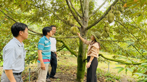 Huyện Phú Giáo: Khảo sát thực tế sản xuất của chủ thể đối với sản phẩm đăng ký tham gia chương trình OCOP