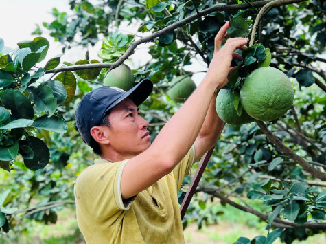 Làm giàu từ cây bưởi da xanh