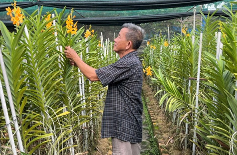 Thành công với mô hình hoa lan mokara