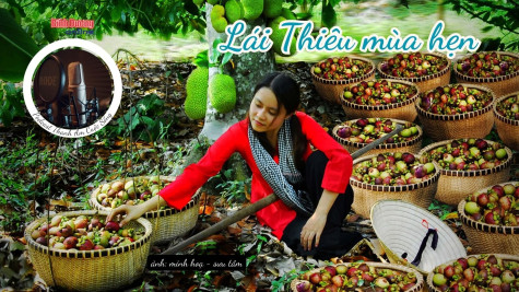 THANH ÂM CUỘC SỐNG: Lái Thiêu mùa hẹn…