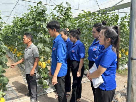 Xã đoàn, Hội LHTN xã Long Hòa (huyện Dầu Tiếng): Tổ chức tham quan mô hình trồng dưa lưới