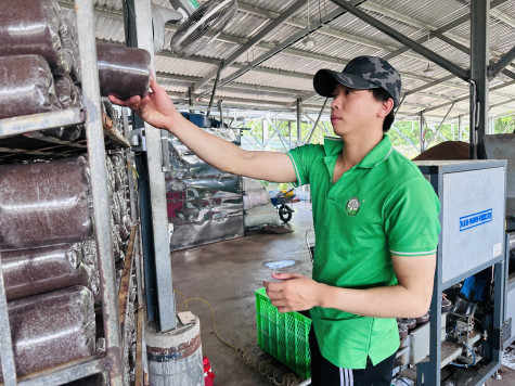 Chắp cánh mô hình trồng nấm công nghệ cao tại HTX Nấm ngon Việt