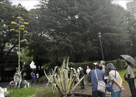 Loài hoa 'trăm năm mới nở một lần' ở Tokyo