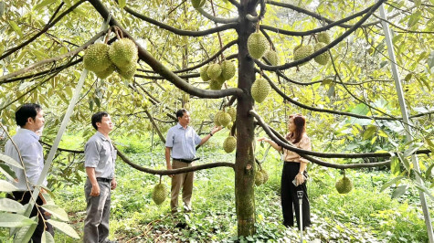 Khát vọng  đưa nông sản chủ lực vươn xa...