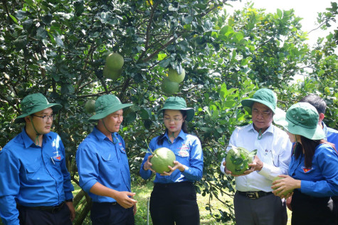 Thanh niên đổi mới, sáng tạo lập nghiệp