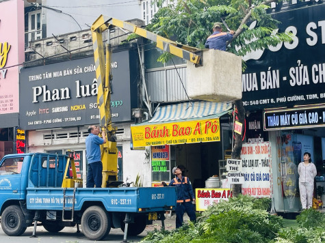 Quản lý, chăm sóc cây xanh mùa mưa bão- Bài 2