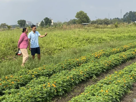 Nông dân trông chờ vào vụ hoa Tết