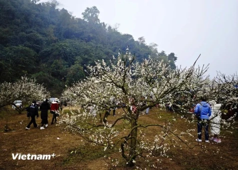 Moc Chau – leading nature destination in Vietnam’s northwest