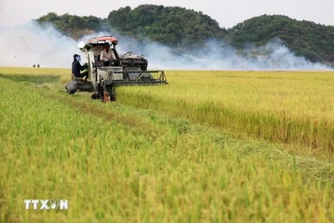 Vietnamese rice attracts Japanese consumers
