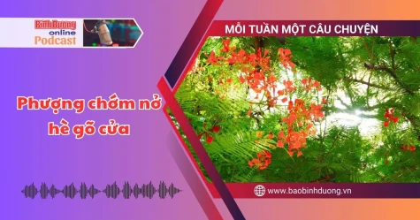 MỖI TUẦN MỘT CÂU CHUYỆN: Phượng chớm nở, hè gõ cửa