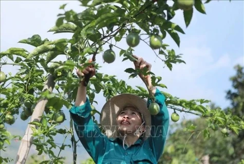 Major opportunities for Vietnamese agricultural product exports to enter Chinese market