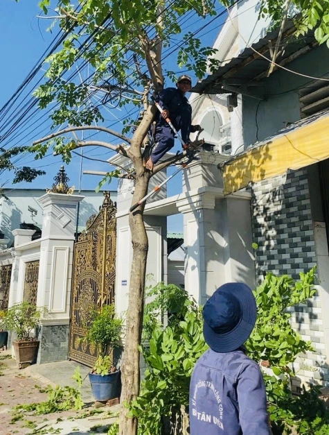 "Khám sức khỏe” cho cây xanh để bảo đảm an toàn trong mùa mưa bão