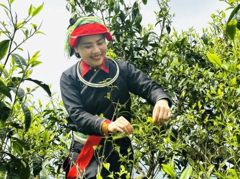 越南茶叶已出口到70多个国家和地区