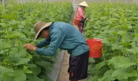 Kinh tế chuyển biến tích cực