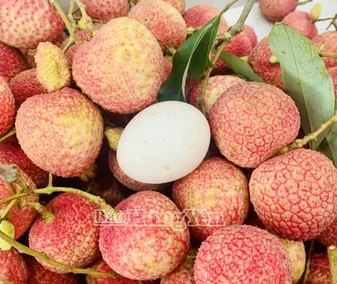 Hung Yen egg-shaped lychees sold out before harvest begins