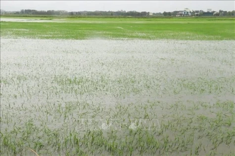 第1号台风严重影响越南中部各省 被淹水稻面积近6万公顷
