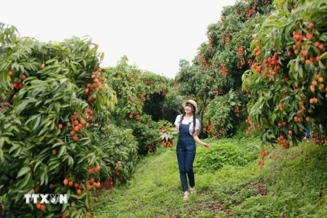 北江荔枝季热潮吸引大量游客 打造农旅融合新亮点